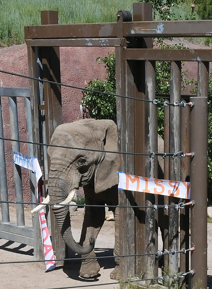 070119-news-elephant 04.JPG